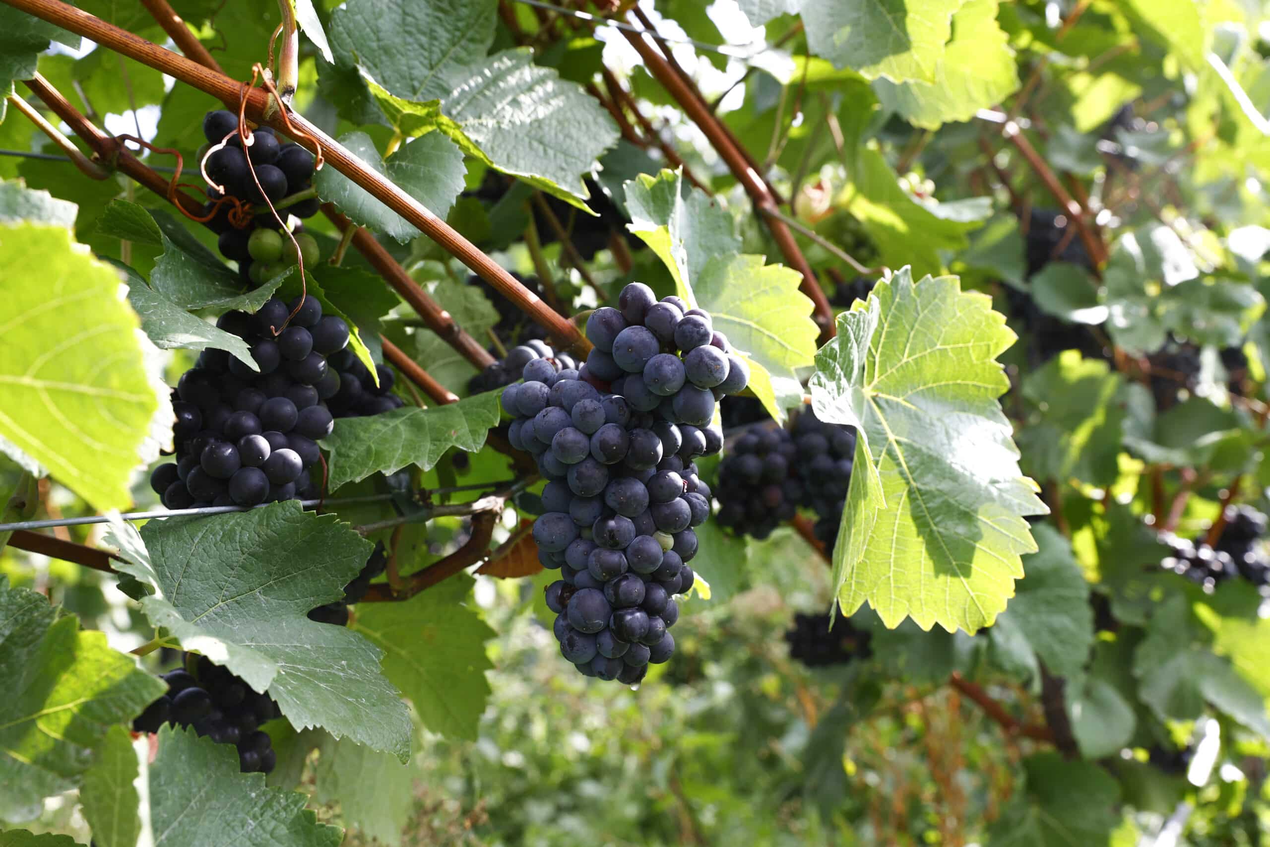 Rozhovor o odrůdě Pinot Noir v časopisu       Wine & Degustation
